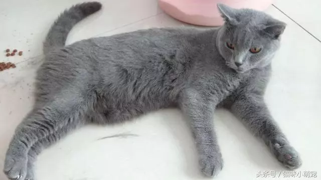 貓咪智商十大排名,看看你家的貓入圍了嗎?