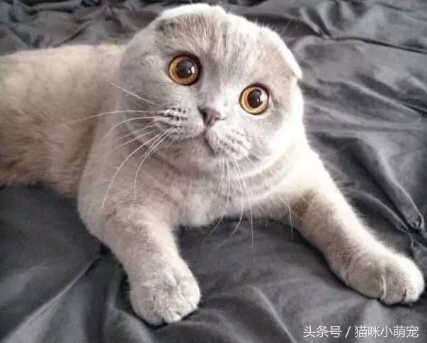 貓咪智商十大排名,看看你家的貓入圍了嗎?