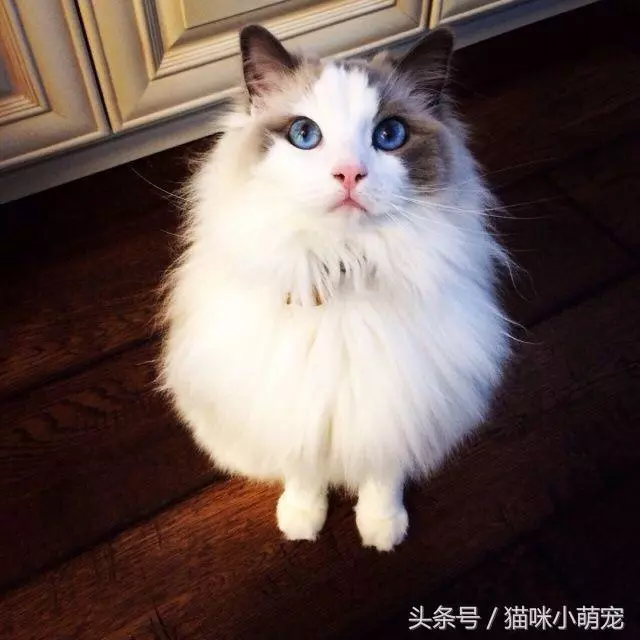 貓咪智商十大排名,看看你家的貓入圍了嗎?