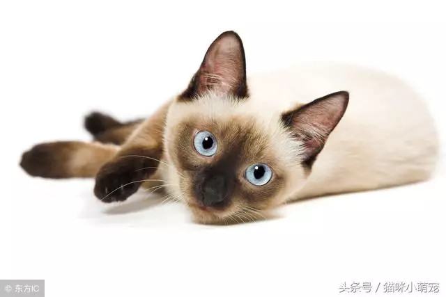 貓咪智商十大排名,看看你家的貓入圍了嗎?