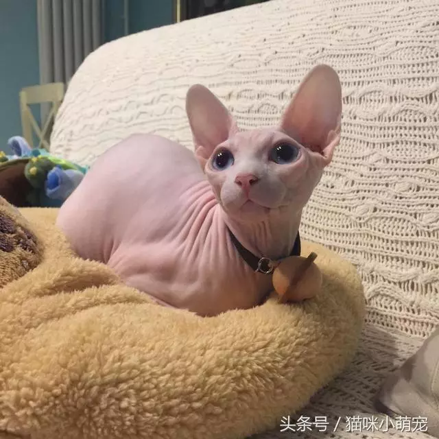 貓咪智商十大排名,看看你家的貓入圍了嗎?