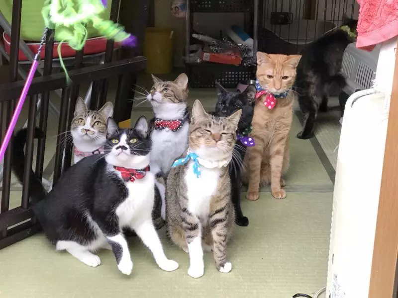 9隻貓玩逗貓棒!搖頭晃腦「轉頭瞪大眼」神同步:太犯規不敢直視~