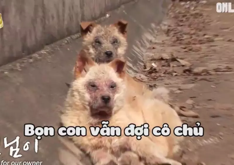 愛犬走了心好痛 老爸開車門「見到驚喜」立刻變成高中少女