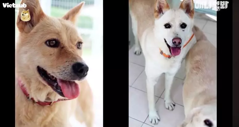 愛犬走了心好痛 老爸開車門「見到驚喜」立刻變成高中少女