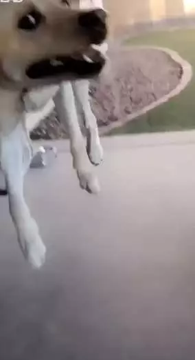 狗狗看到主人超樂 原地跳上跳下萌翻全網
