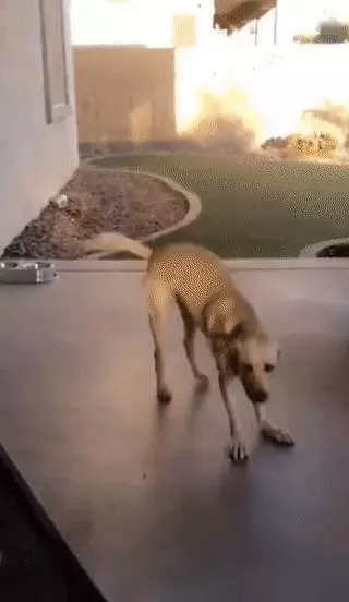 狗狗看到主人超樂 原地跳上跳下萌翻全網