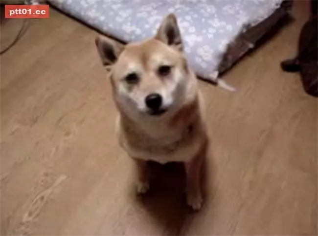 狗狗看到主人超樂 原地跳上跳下萌翻全網