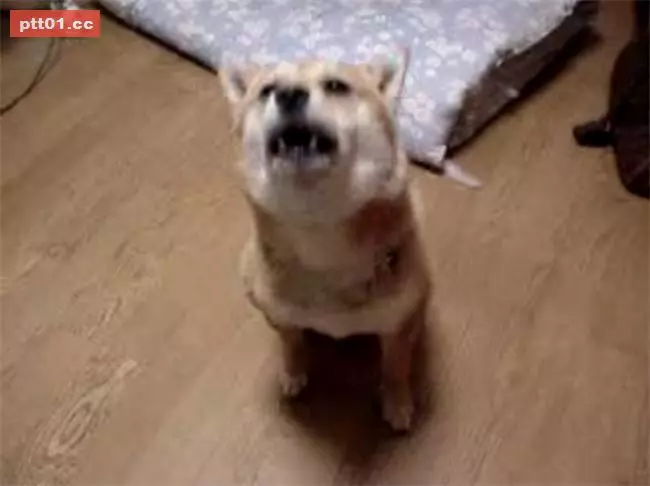 狗狗看到主人超樂 原地跳上跳下萌翻全網