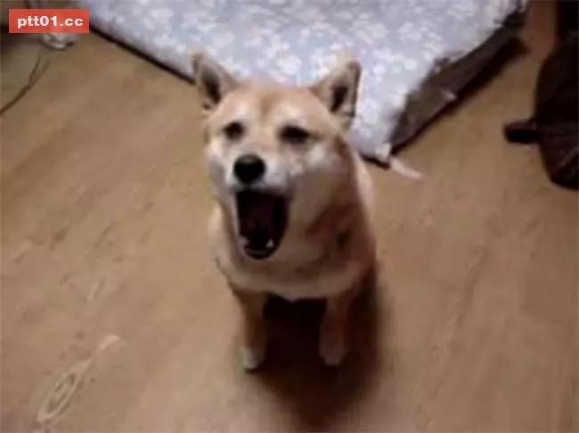 狗狗看到主人超樂 原地跳上跳下萌翻全網