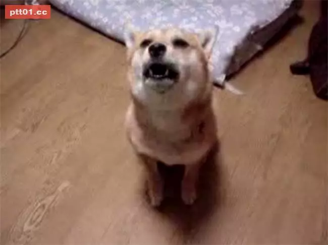 狗狗看到主人超樂 原地跳上跳下萌翻全網