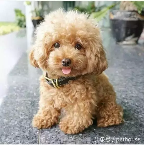 狗狗智商排行榜(帶圖),你家狗狗排第幾?