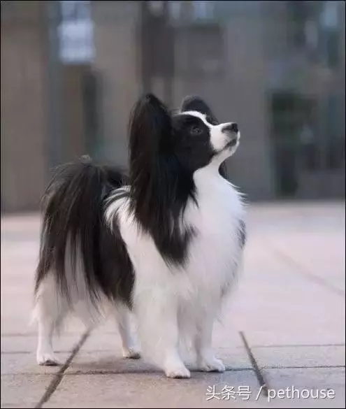 狗狗智商排行榜(帶圖),你家狗狗排第幾?