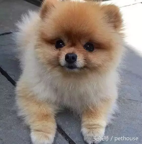 狗狗智商排行榜(帶圖),你家狗狗排第幾?