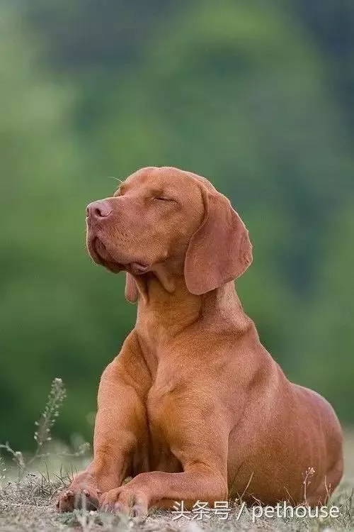 狗狗智商排行榜(帶圖),你家狗狗排第幾?