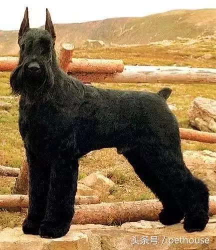 狗狗智商排行榜(帶圖),你家狗狗排第幾?
