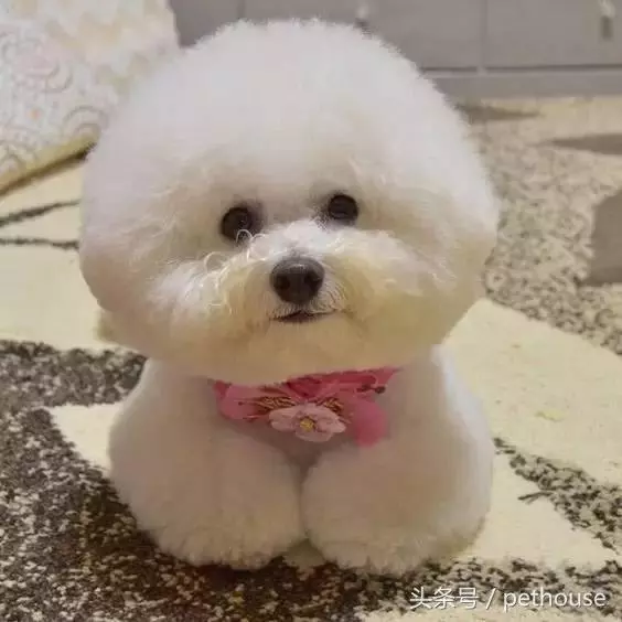 狗狗智商排行榜(帶圖),你家狗狗排第幾?