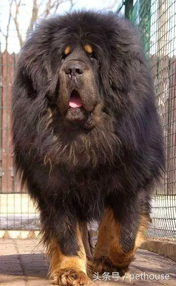 狗狗智商排行榜(帶圖),你家狗狗排第幾?