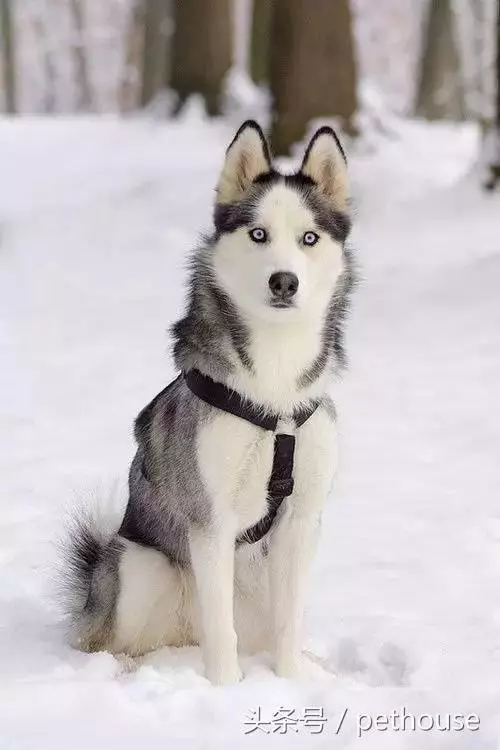 狗狗智商排行榜(帶圖),你家狗狗排第幾?