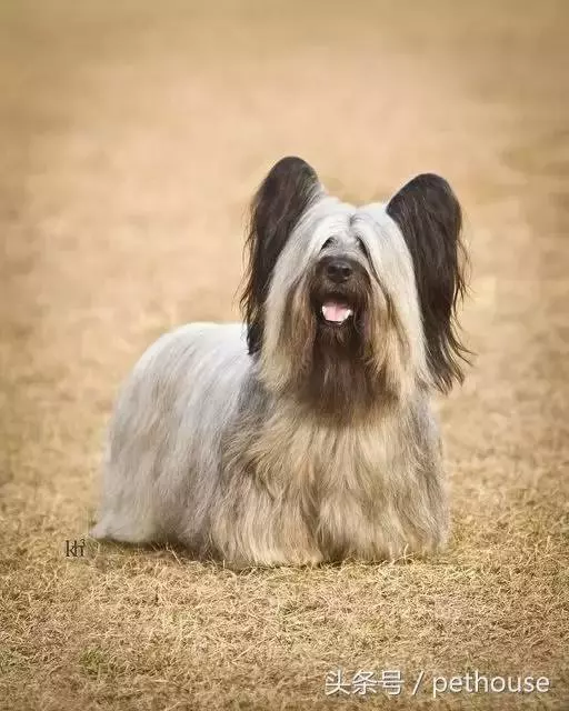 狗狗智商排行榜(帶圖),你家狗狗排第幾?