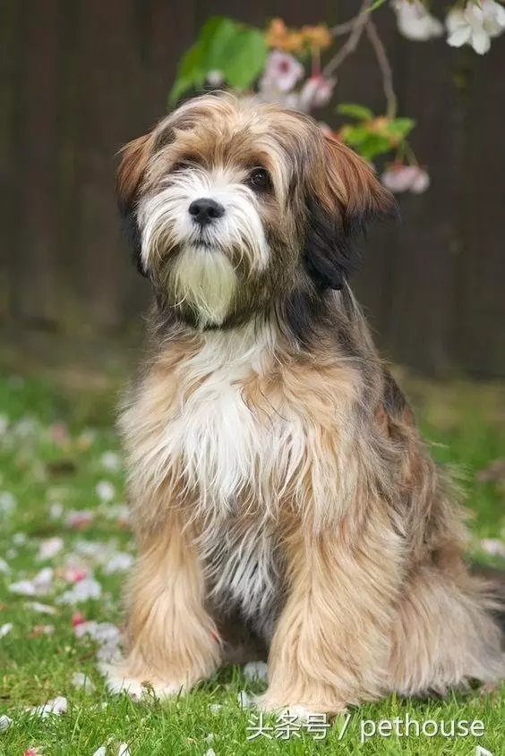 狗狗智商排行榜(帶圖),你家狗狗排第幾?