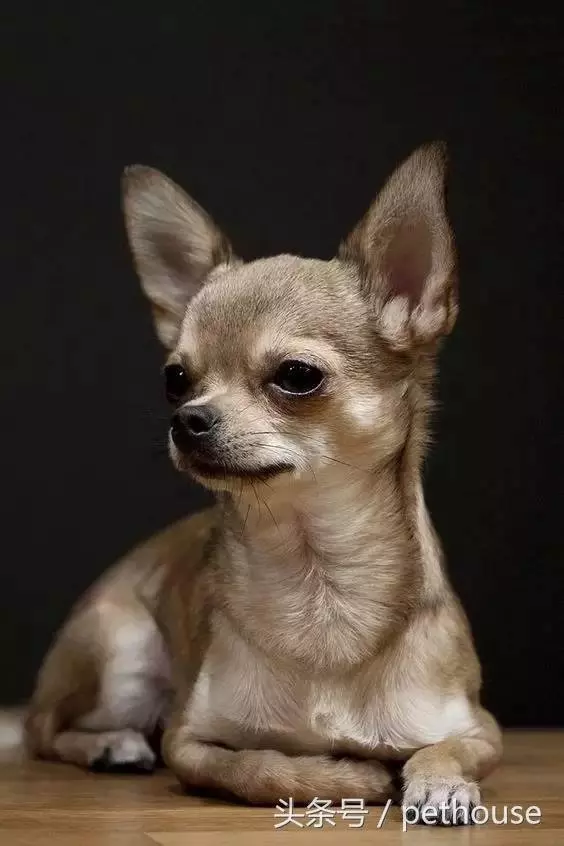 狗狗智商排行榜(帶圖),你家狗狗排第幾?