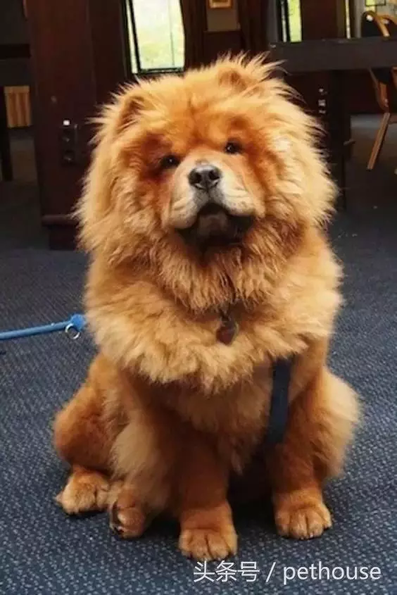 狗狗智商排行榜(帶圖),你家狗狗排第幾?