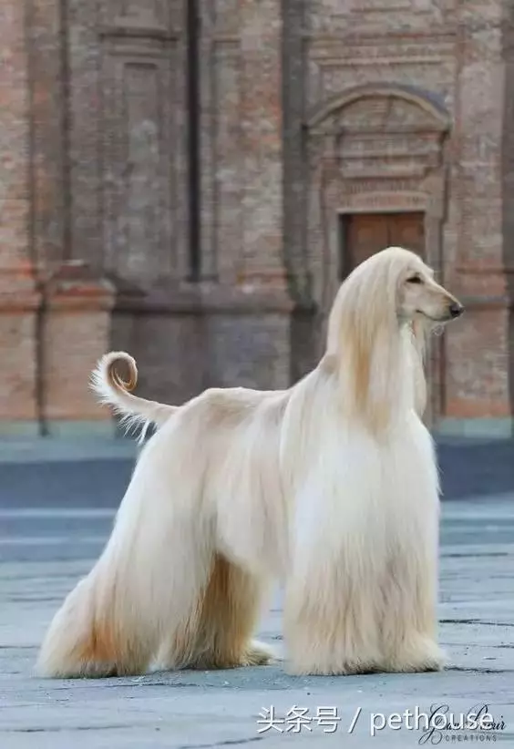 狗狗智商排行榜(帶圖),你家狗狗排第幾?
