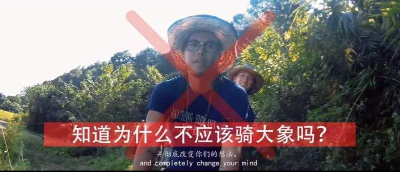 別騎大象了! 他潛入景點揭虐象黑幕「拿鉤子狠刺」 他心痛:大象永遠記得
