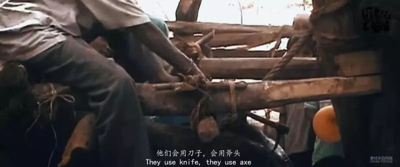 別騎大象了! 他潛入景點揭虐象黑幕「拿鉤子狠刺」 他心痛:大象永遠記得