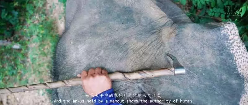 別騎大象了! 他潛入景點揭虐象黑幕「拿鉤子狠刺」 他心痛:大象永遠記得