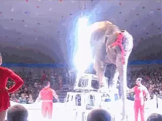 別騎大象了! 他潛入景點揭虐象黑幕「拿鉤子狠刺」 他心痛:大象永遠記得