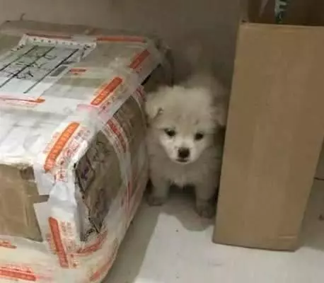 快遞小哥撿到一隻小白狗,帶去寵物醫院做完驅蟲後,把他樂壞了