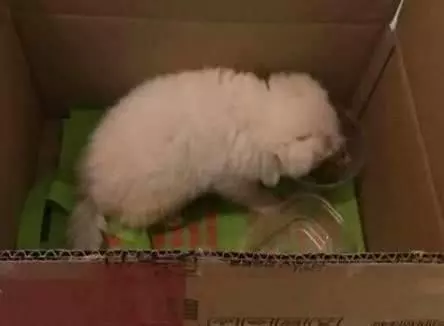 快遞小哥撿到一隻小白狗,帶去寵物醫院做完驅蟲後,把他樂壞了