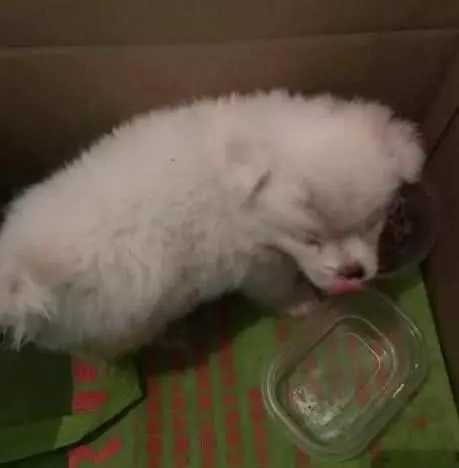 快遞小哥撿到一隻小白狗,帶去寵物醫院做完驅蟲後,把他樂壞了