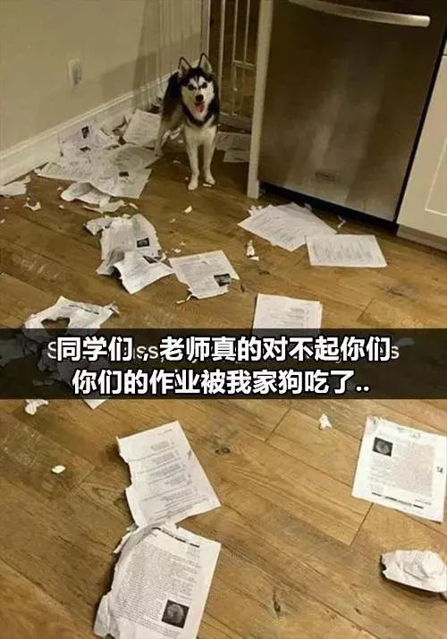 有狗以來最難忘的時刻,送土的那位你夠了