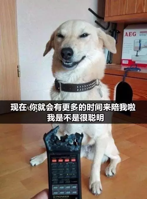 有狗以來最難忘的時刻,送土的那位你夠了