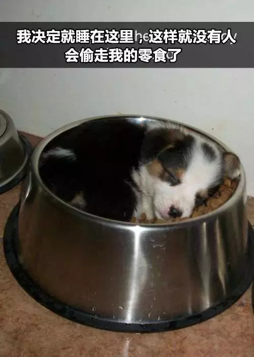 有狗以來最難忘的時刻,送土的那位你夠了