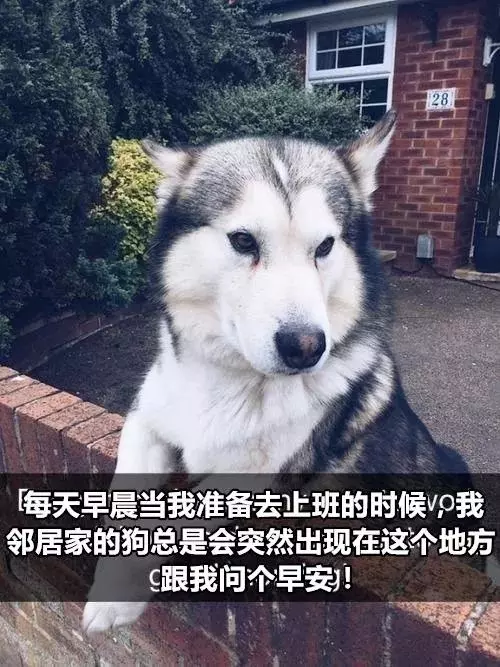 有狗以來最難忘的時刻,送土的那位你夠了