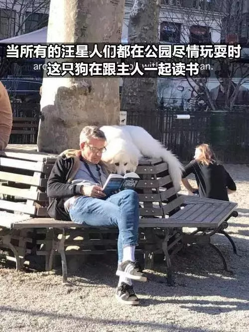 有狗以來最難忘的時刻,送土的那位你夠了