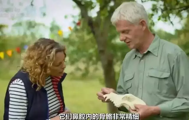 狗狗討人喜愛的秘密,居然是因為鼻子