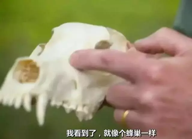 狗狗討人喜愛的秘密,居然是因為鼻子