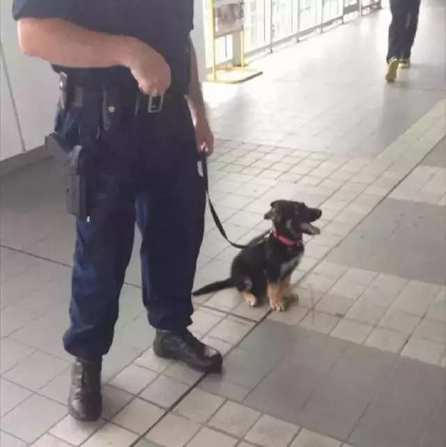 一生背負光榮與使命的警犬,卻沒能安享晚年……