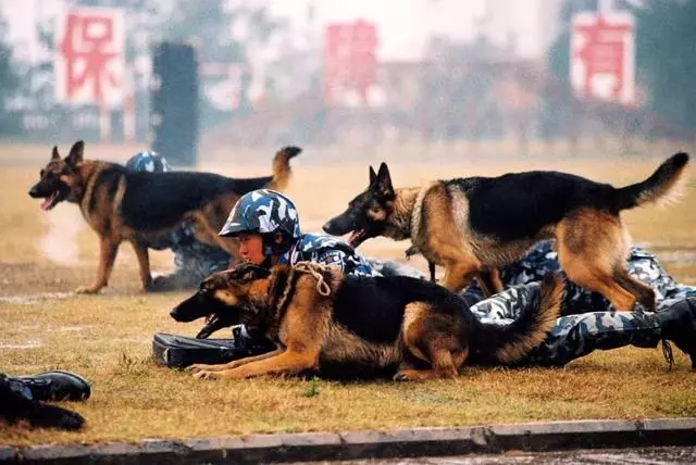 一生背負光榮與使命的警犬,卻沒能安享晚年……