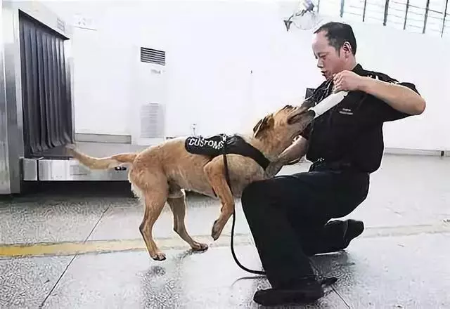 一生背負光榮與使命的警犬,卻沒能安享晚年……