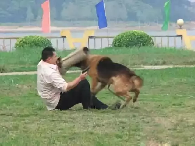 一生背負光榮與使命的警犬,卻沒能安享晚年……