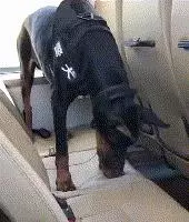 一生背負光榮與使命的警犬,卻沒能安享晚年……