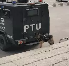 一生背負光榮與使命的警犬,卻沒能安享晚年……