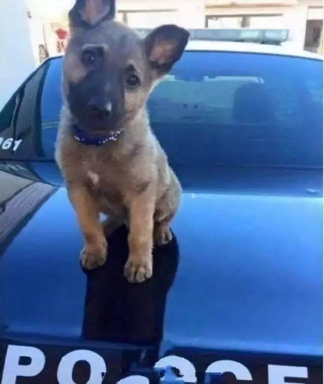 一生背負光榮與使命的警犬,卻沒能安享晚年……
