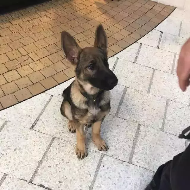 一生背負光榮與使命的警犬,卻沒能安享晚年……