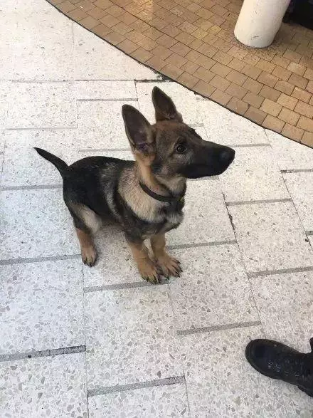 一生背負光榮與使命的警犬,卻沒能安享晚年……